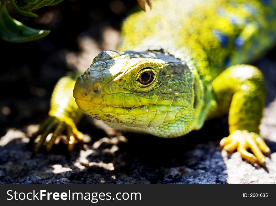 Close up of green lizard lying in the sun