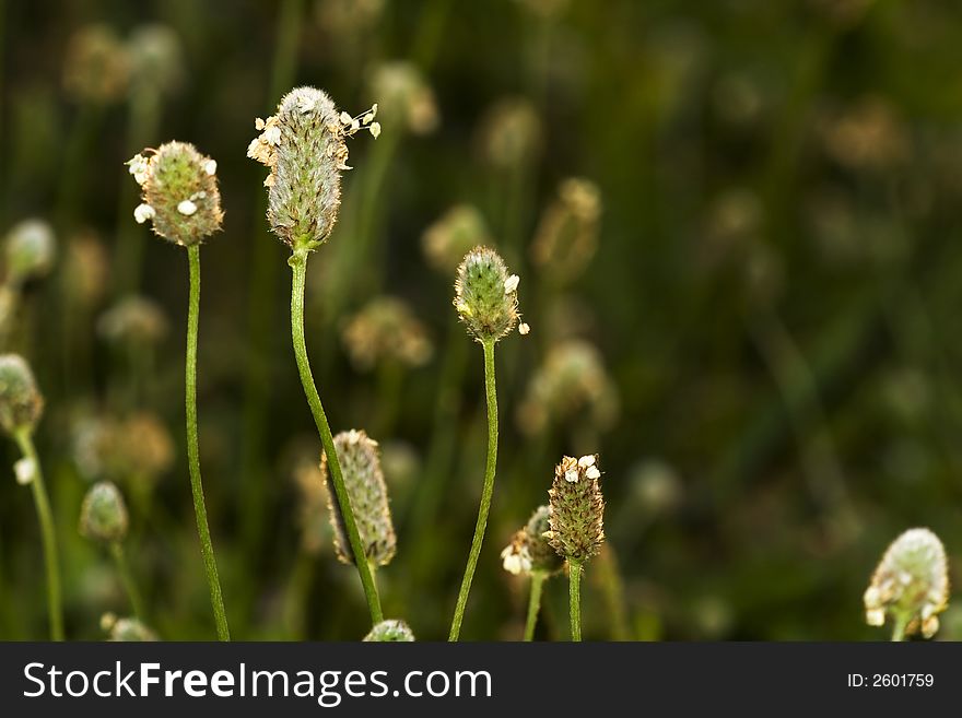 Abstract background with small green and white flowers. Abstract background with small green and white flowers