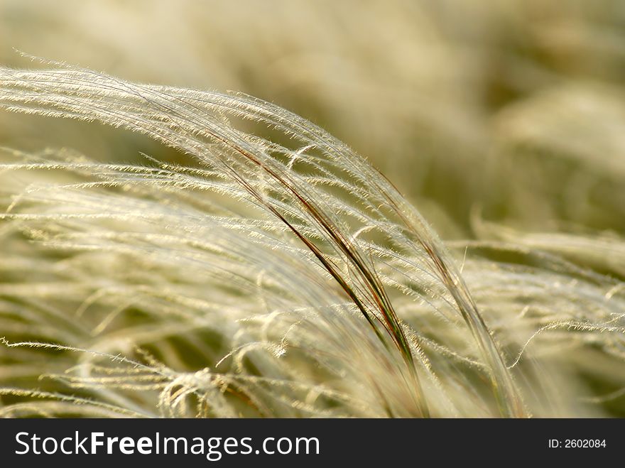 Feather-grass steppe,  virgin site of  ground, close-up, spring