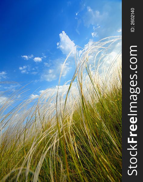 Feather-grass steppe, virgin site of ground, spring,color