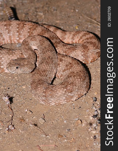 A large speckled rattlesnake found in southern California.