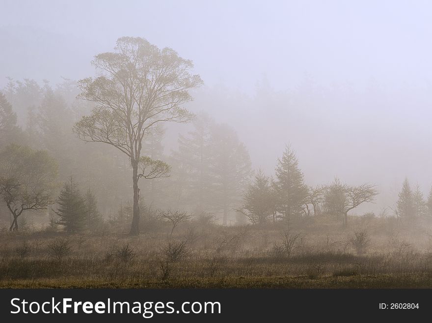 A beautiful old tree on the edge of a misty meadow. A beautiful old tree on the edge of a misty meadow