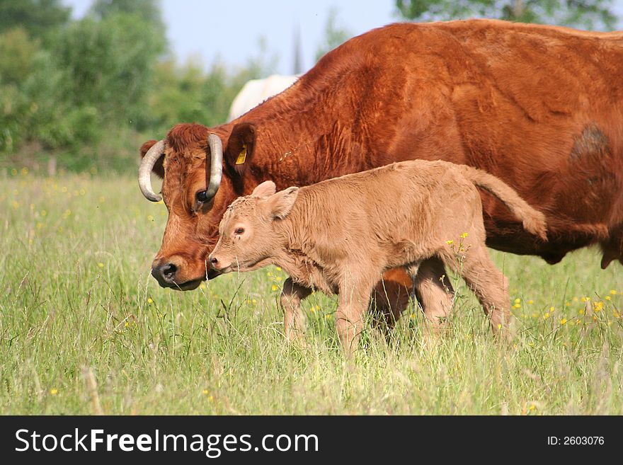Young calf and cow in pasture. Young calf and cow in pasture.