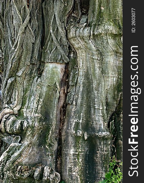 Detail of bark tree rose acacia moss-grown