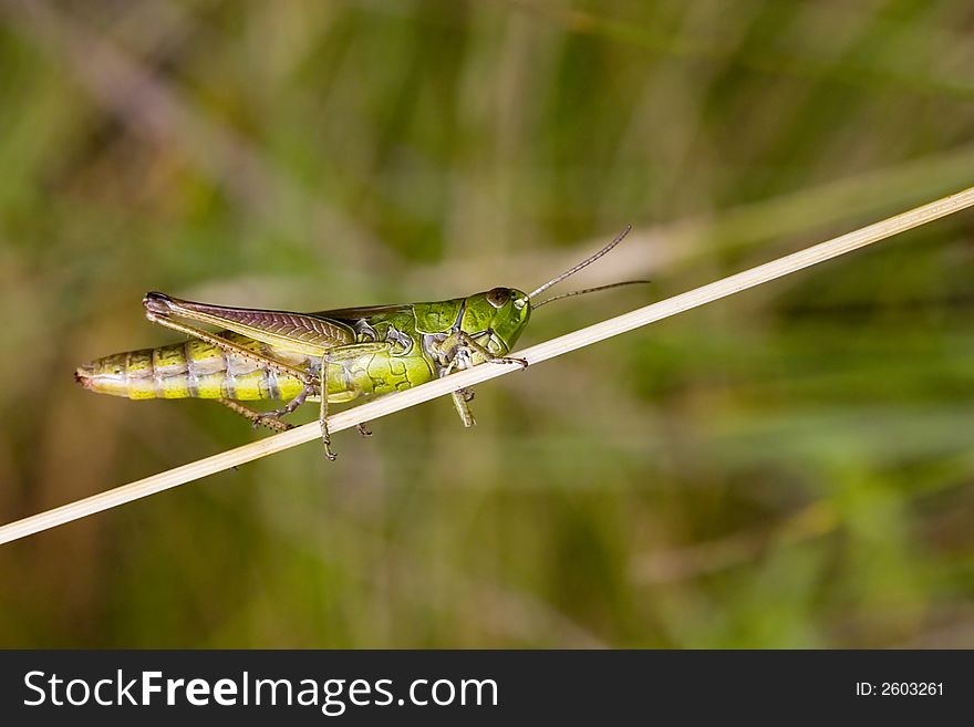 Grasshopper On Grass