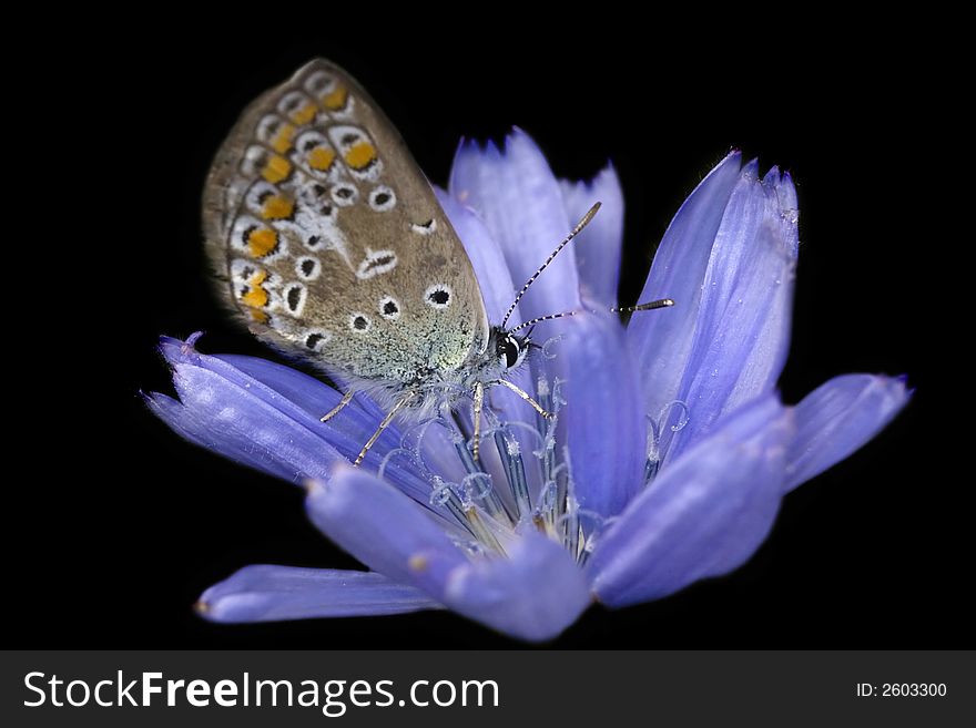 Azure butterfly and chicory flower on black background. Azure butterfly and chicory flower on black background