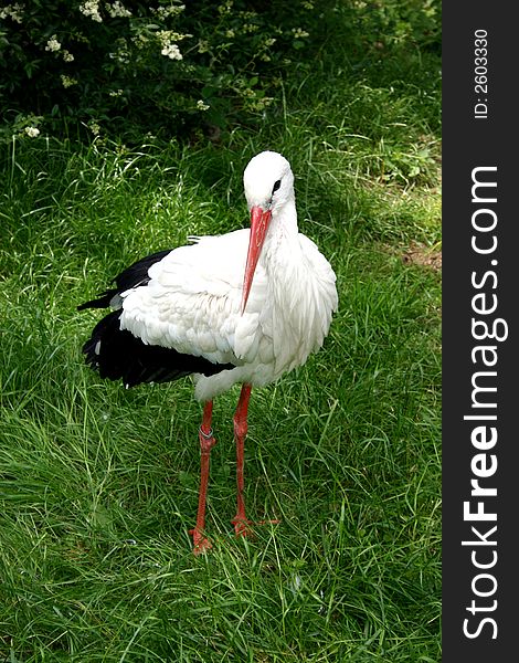 Standing white stork  in what grass in the summer-time