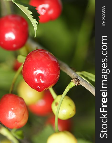 Sour cherries hanging in the tree