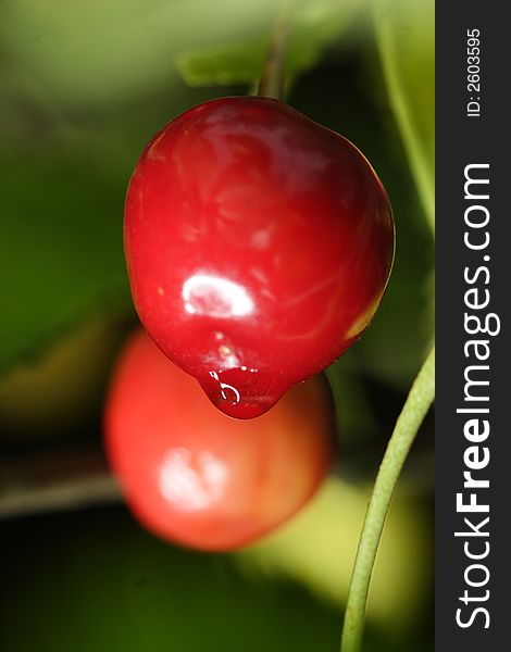 Sour cherries hanging in the tree