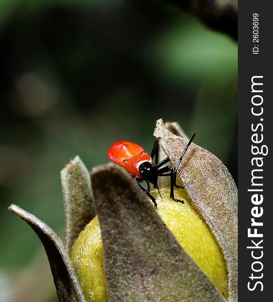 Colorful red bug on top of a wild fruit