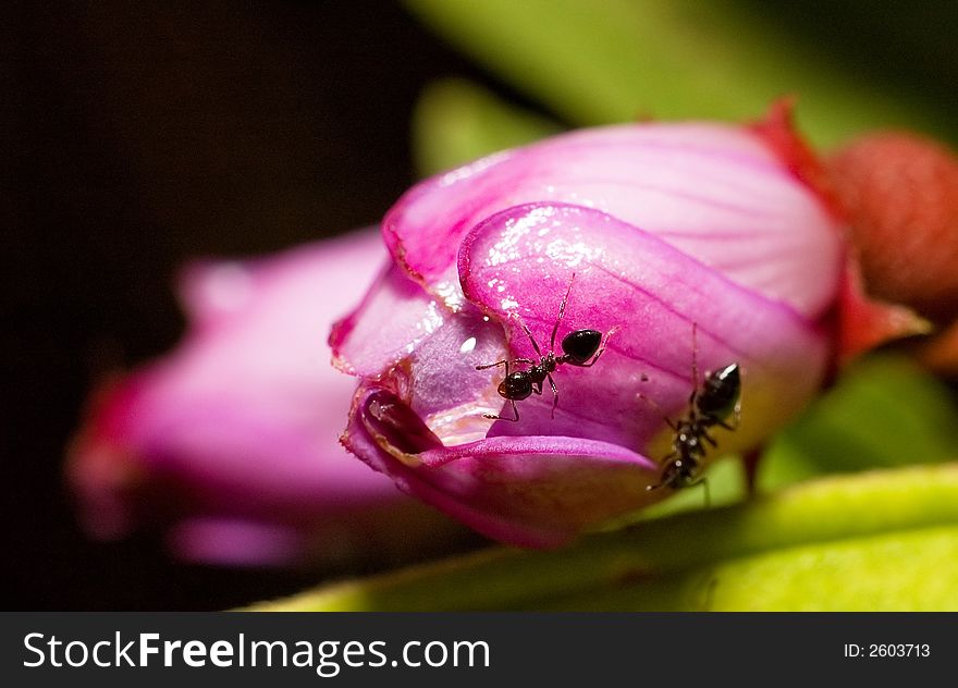 Close up of pink flower and ants. Close up of pink flower and ants