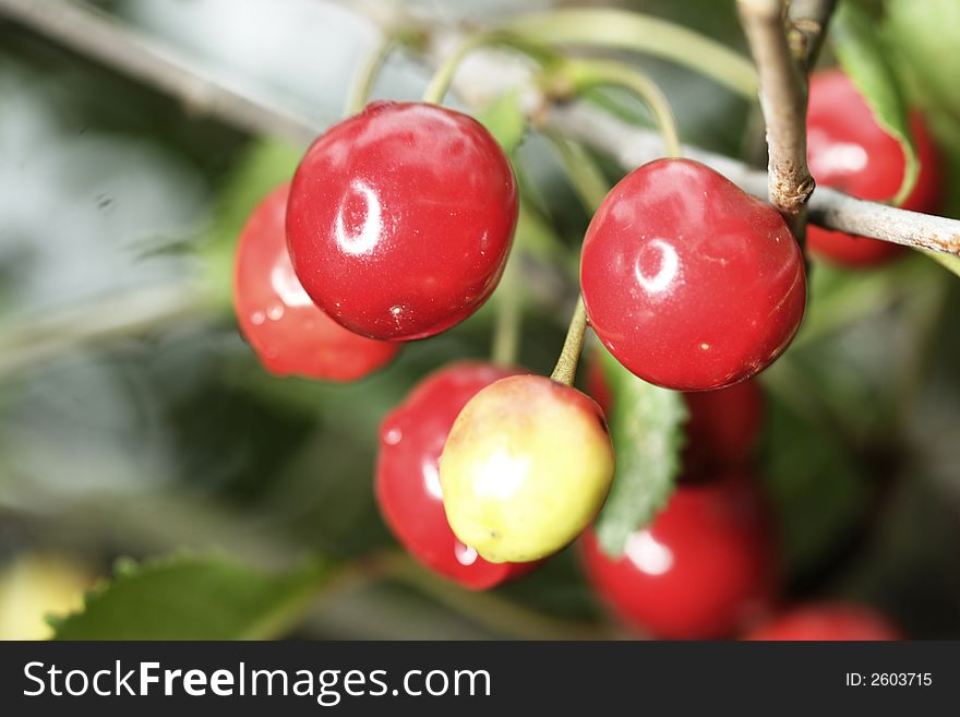 Sour cherries