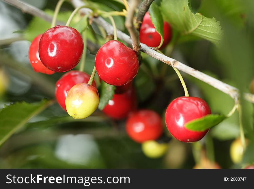 Sour cherries hanging in the tree