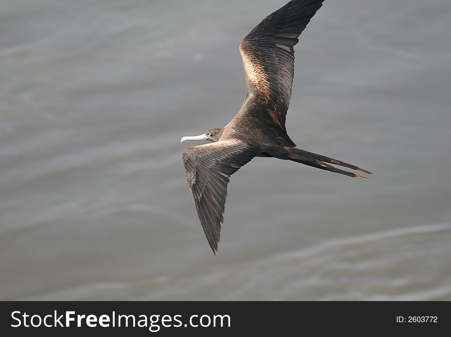 Coastal bird of prey flying over a port. Coastal bird of prey flying over a port