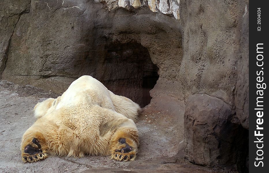 Arctic bear lieing in the zoo