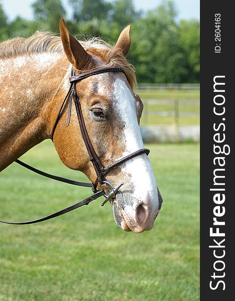 A side shot of a tan and white horse. A side shot of a tan and white horse