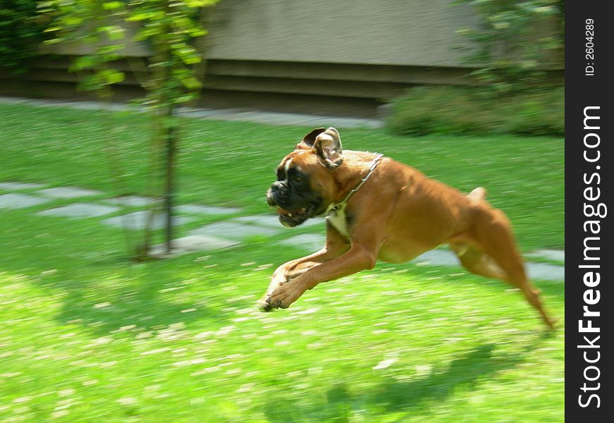 Jumping boxer puppy in a garden. Jumping boxer puppy in a garden
