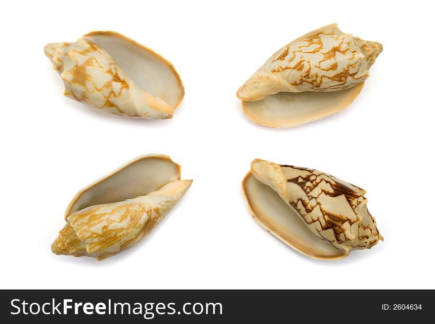 Four conches, close-up, isolated on white background