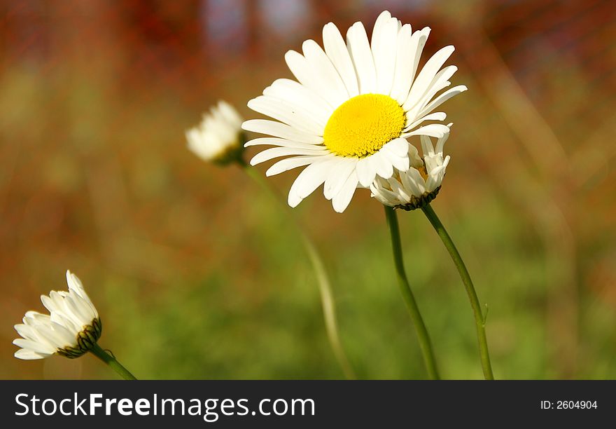 Photo of a yellow daisy flower on the grass. Photo of a yellow daisy flower on the grass