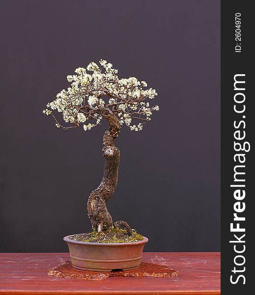 Blackthorn As Bonsai In Bloom