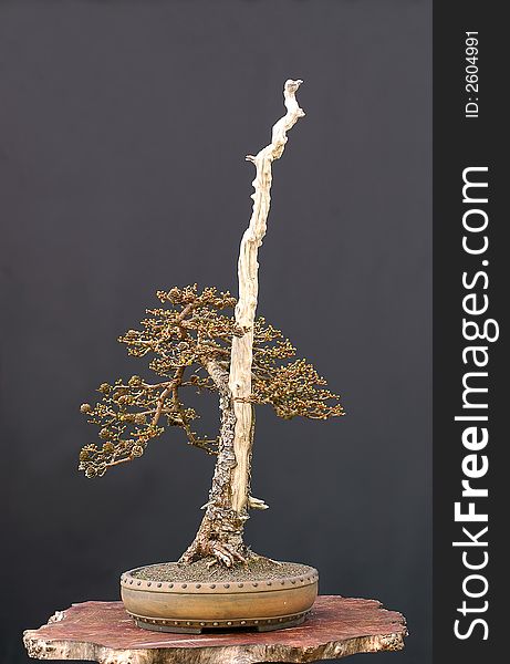 Hybrid larch bonsai