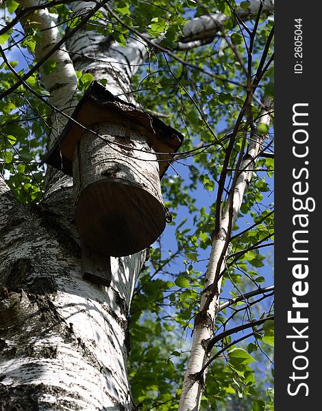 The nesting box on a birch tree