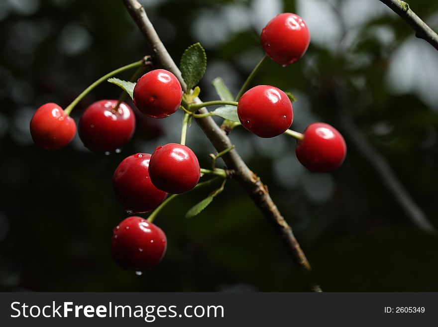 Sour cherries hanging in the tree