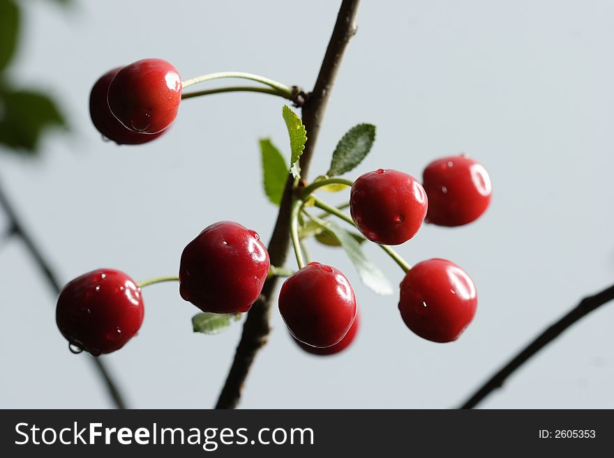 Sour cherries hanging in the tree