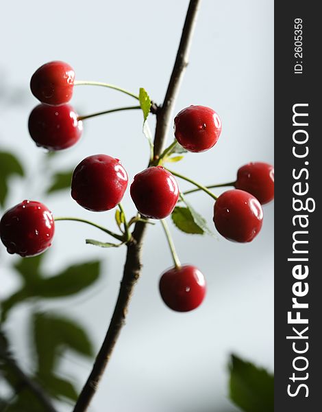 Sour cherries hanging in the tree