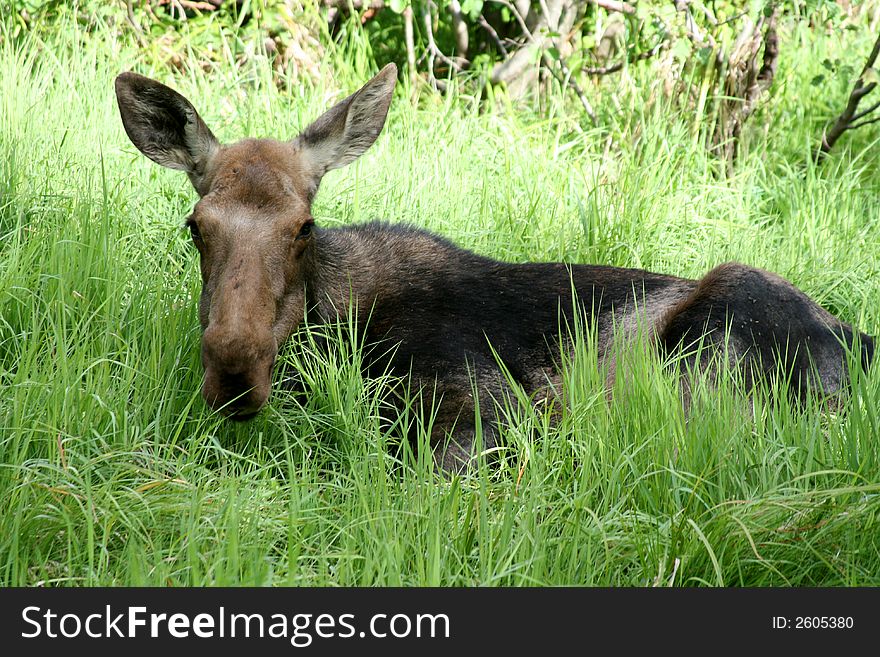 A baby moose as seen in a natural environment. A baby moose as seen in a natural environment
