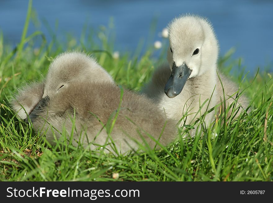 Two young swans hiding in the grass. Two young swans hiding in the grass