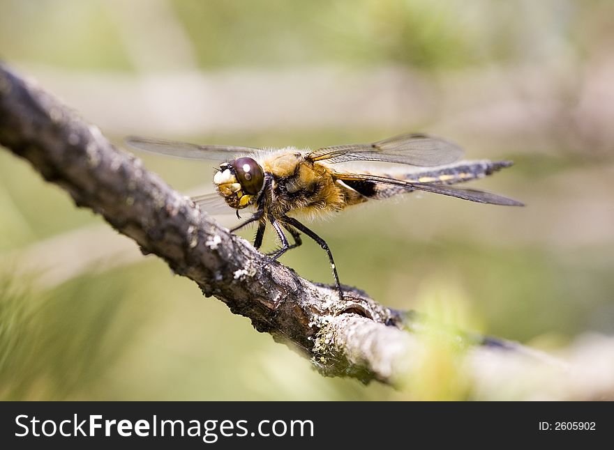 Dragonfly On A Pine Branch