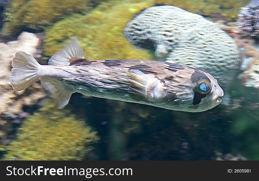 Portrait of Nice Tropical Fish. Portrait of Nice Tropical Fish