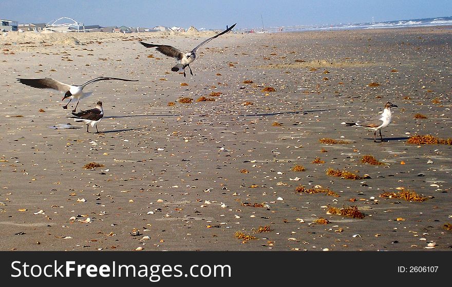 Seagulls playing at the beach.