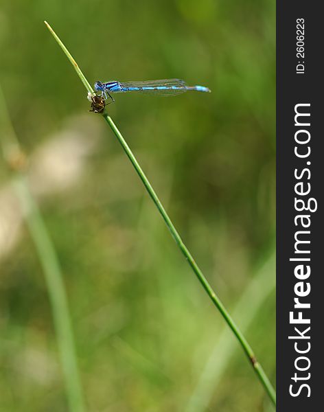 A dragonfly sitting on a piece of grass.