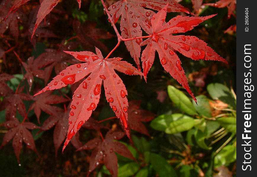 Asian Red Leaf Maple Tree with water drops on the leaves.