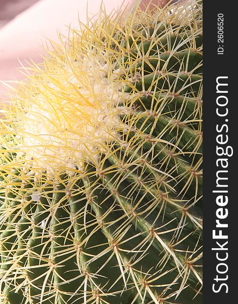 Large green cactus with long yellow spines. Large green cactus with long yellow spines