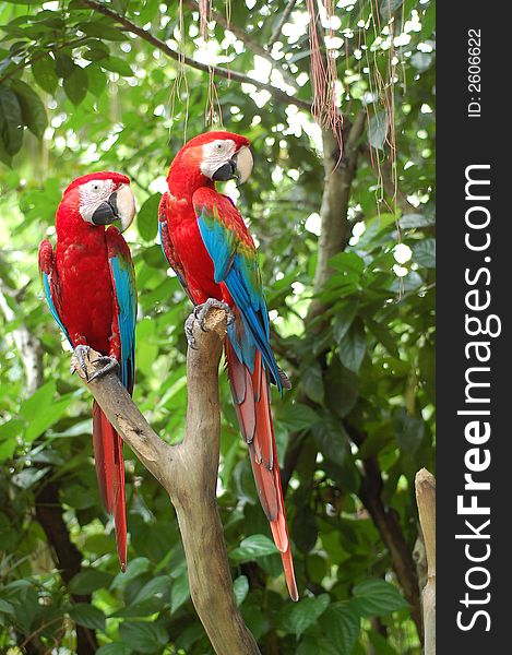 Tamed big red parrot pair. Tamed big red parrot pair