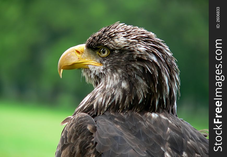 Bald Eagle with green background
