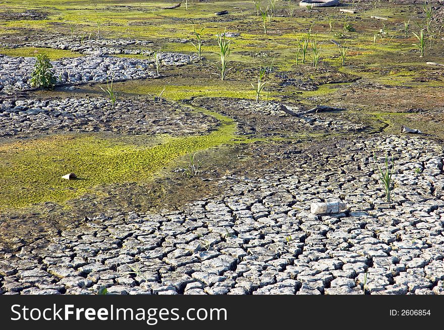 Drying wasted swamp