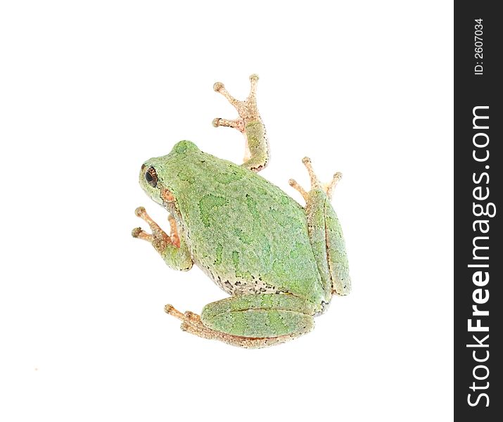 An isoalted frog, viewed from above. An isoalted frog, viewed from above.