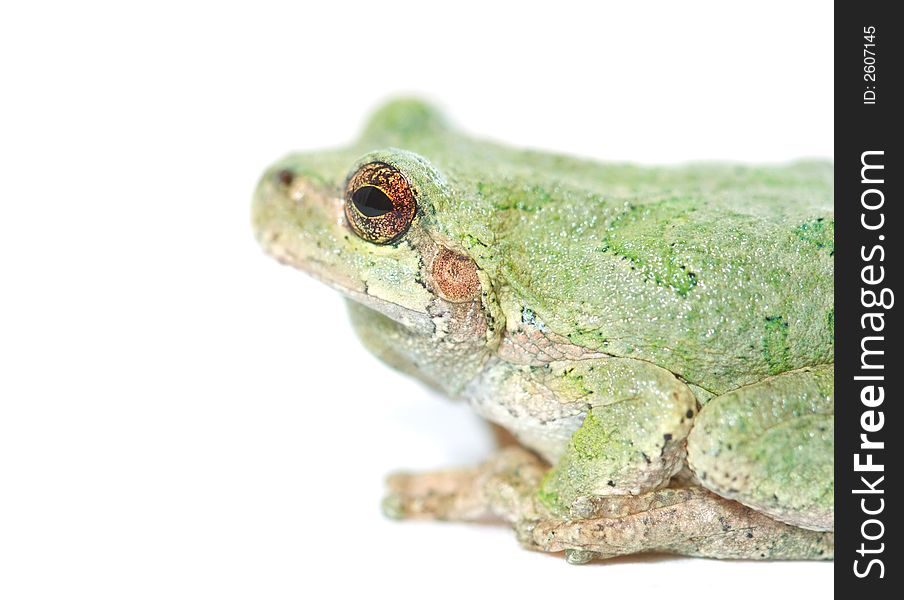 Macro of a small frog against white,. Macro of a small frog against white,