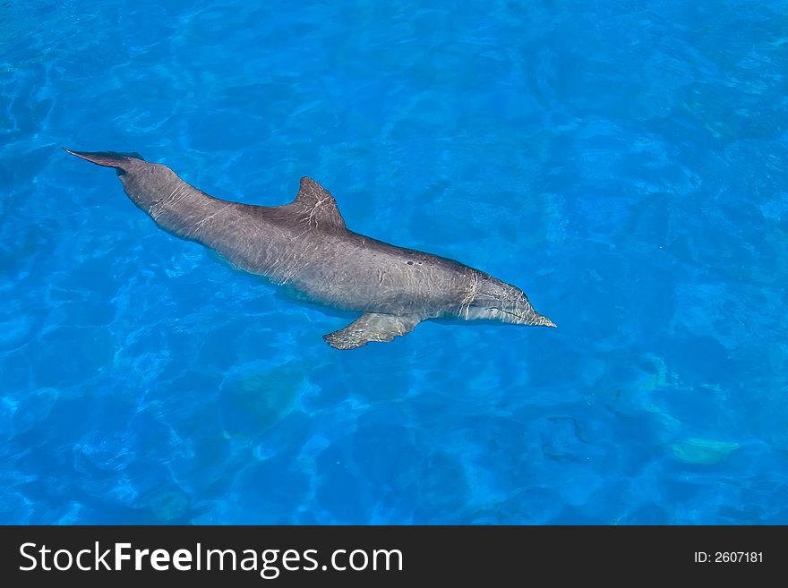 Dolphin Swimming under the clear blue water