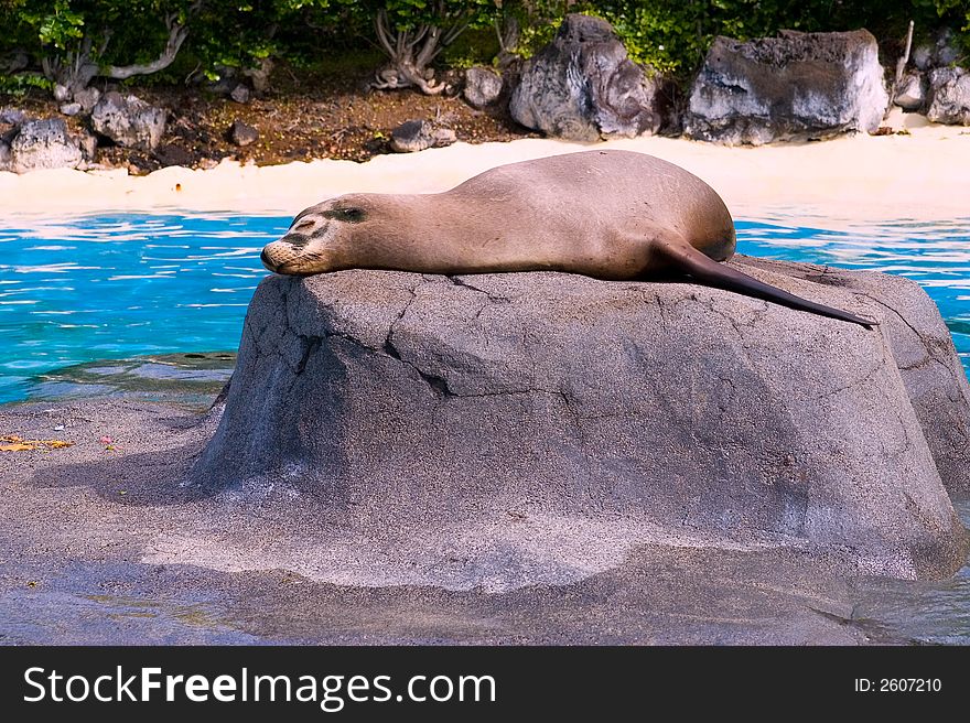 Sea Lion Sunbath