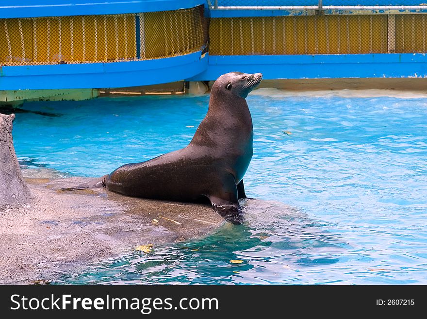 Sea Lion sitting upon this throne waiting. Sea Lion sitting upon this throne waiting