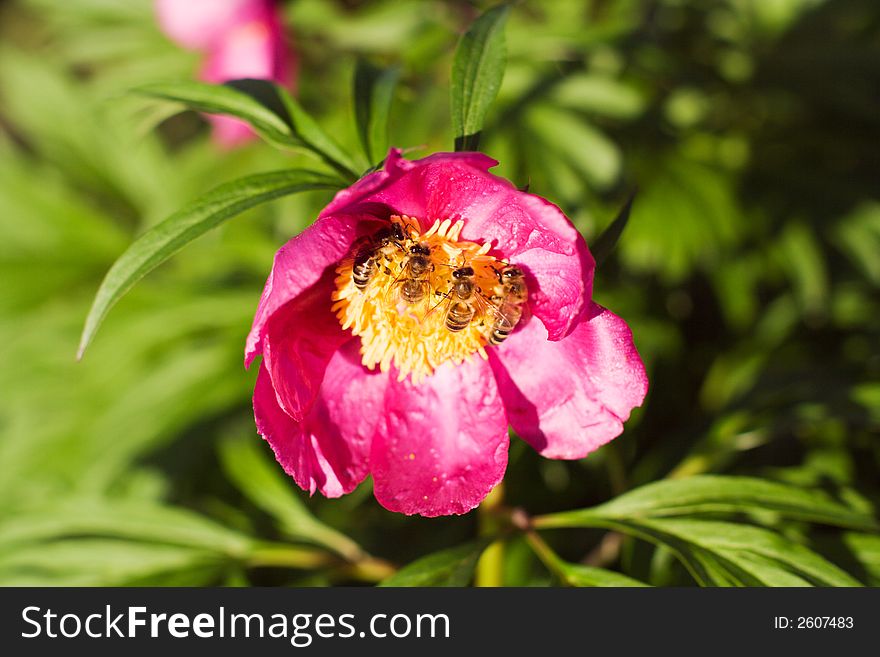 Honey Bees And Red Flower