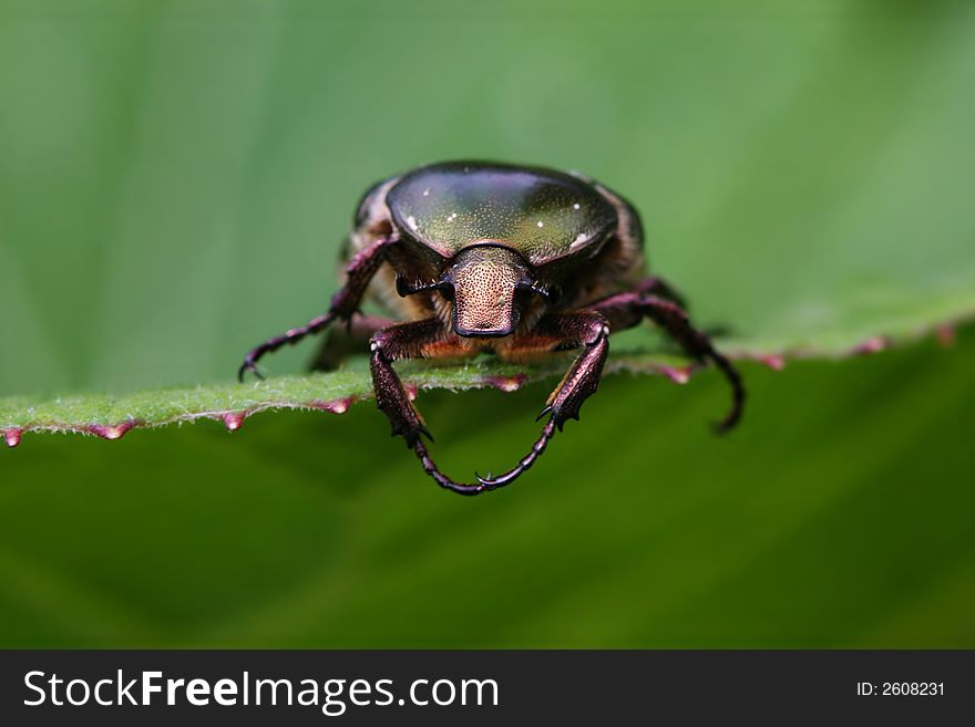 Macro of green Goliath beetle on a large leaf. Macro of green Goliath beetle on a large leaf