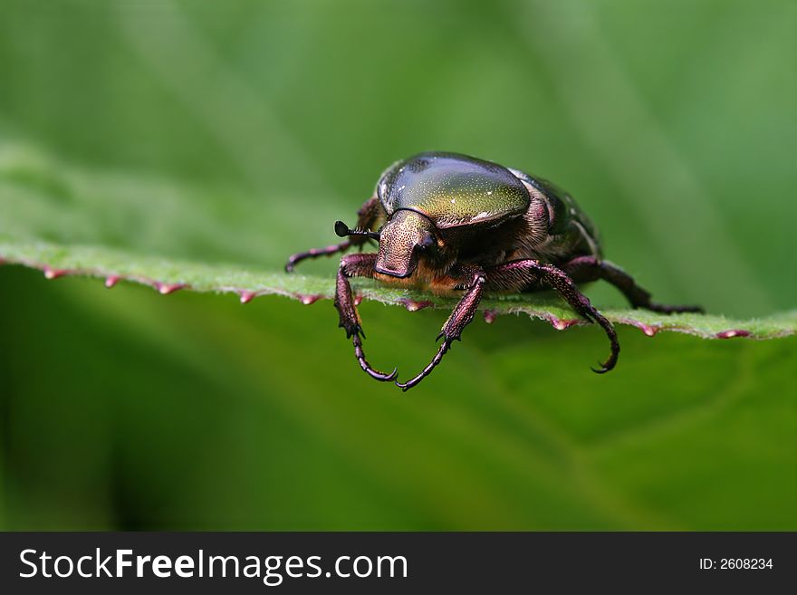 Macro of glazy Goliath beetle sitting on a large leaf. Macro of glazy Goliath beetle sitting on a large leaf