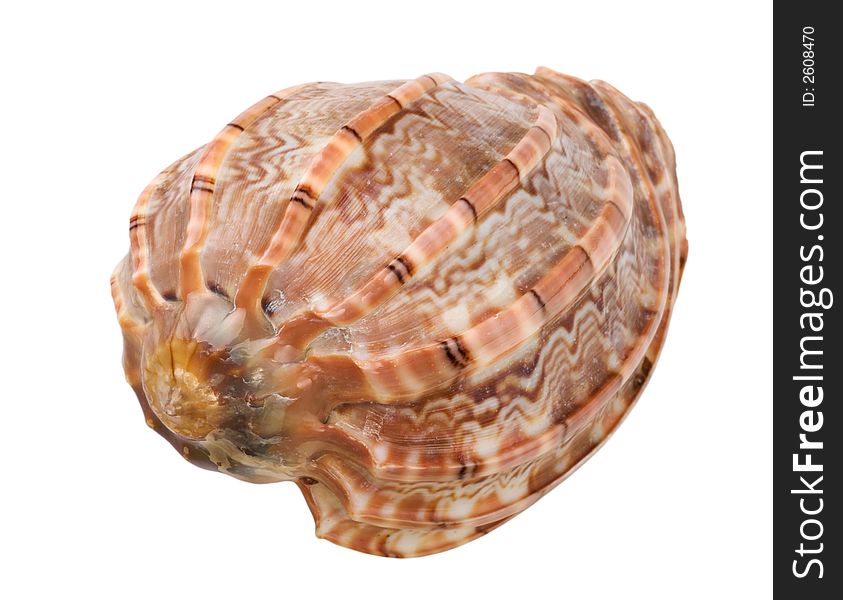 Close-up of sea shell cutout