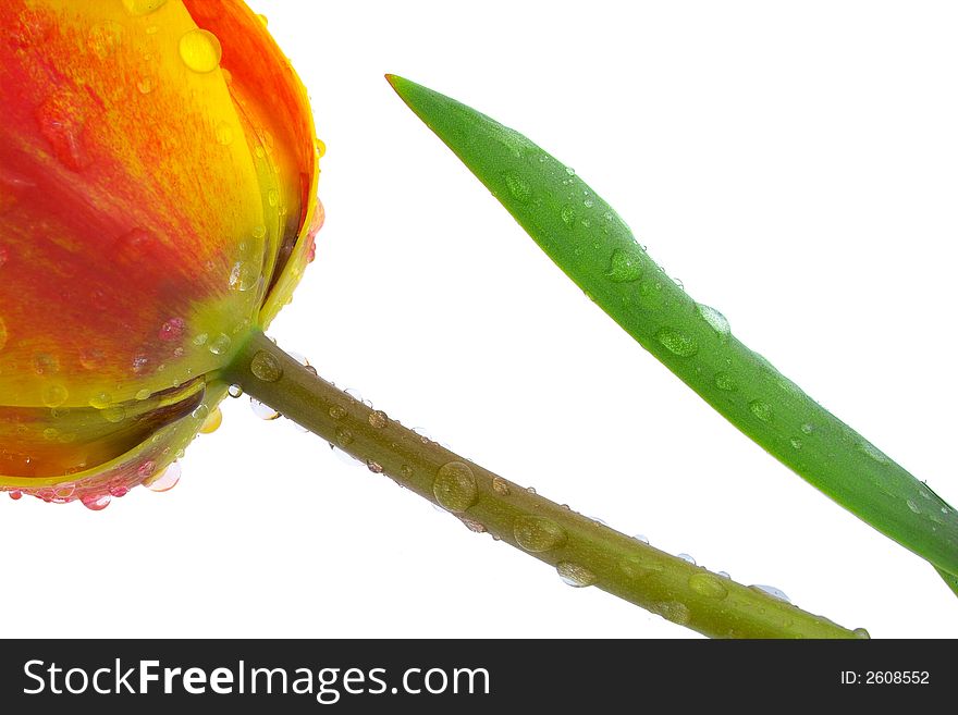 Close up of a red tulip on a light box.